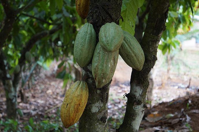 🌱 Applying AGRICULTURAL CAL to the CACAO Plantation ✓ 